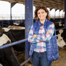 Young Woman Farmer in a blue vest in front of dairy cows